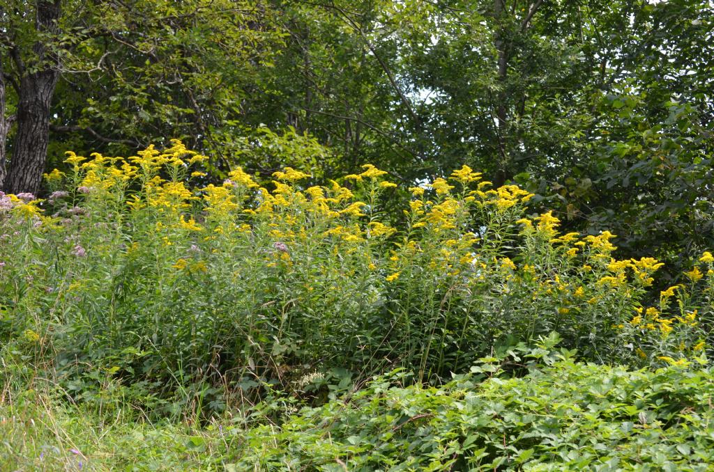 Da determinare - Solidago sp.